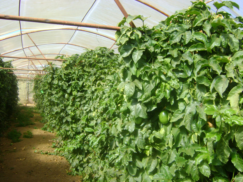 Para evitar importação, Senar/MS incentiva cultivo de maracujá