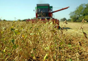 Safra anual 2013/2014 teve previsão aumentada em 6% (Foto:Shutterstock)