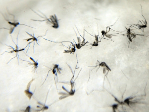 Campo Grande decreta situação de emergência por causa de epidemia de dengue Campo Grande decreta situação de emergência por causa de epidemia de dengue