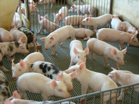 Preço em alta de grãos vira um pesadelo para os criadores de porcos