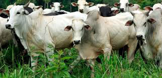 Plano Safra 2014/2015 deverá ter R$ 150 bilhões