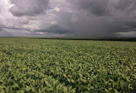 Áreas produtoras de milho do Paraná e Mato Grosso do Sul terão chuvas