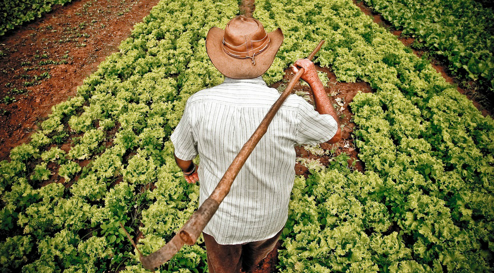 Agricultura familiar e merenda escolar: uma parceria que dá certo em Amambai