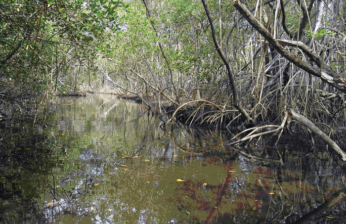 Brasil e Alemanha firmam parceria em projeto de proteção ambiental