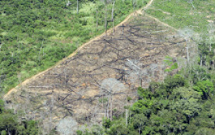 Em outubro, 43 quilômetros quadrados da Floresta foram desmatados contra 467 quilômetros quadrados registrados no ano passado
