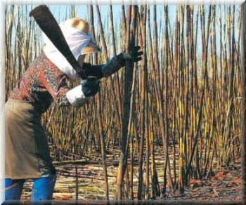 Os trabalhadores cortavam cana no município de Jateí/MS