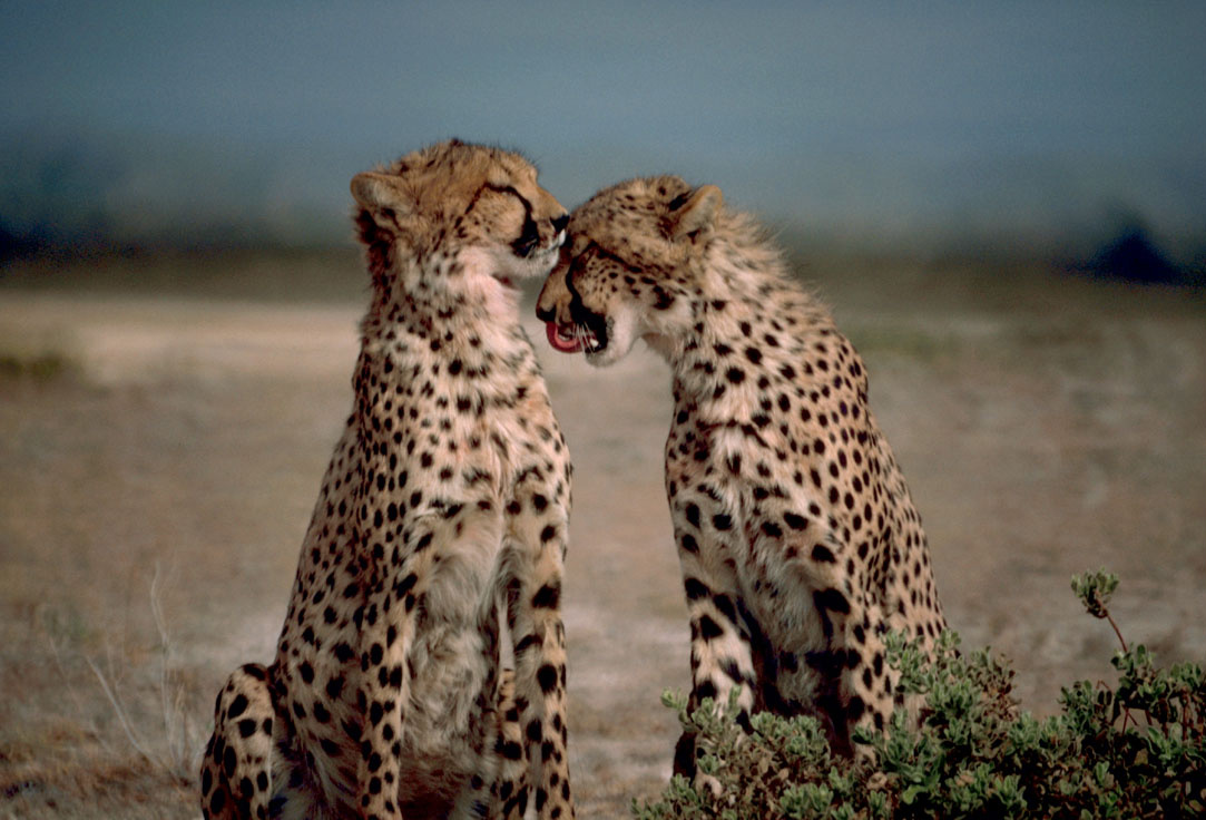 Aumenta o número de espécies animais em risco de extinção