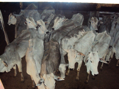 Sefaz altera Valor Real de sete produtos Sefaz altera Valor Real de sete produtos