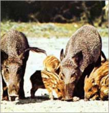 Autorização para matança de javalis em MS ignora norma do Ibama e foi denunciada ao MPF Autorização para matança de javalis em MS ignora norma do Ibama e foi denunciada ao MPF