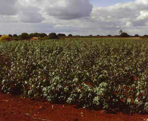 Comercialização futura de soja deve ganhar ritmo, diz Aiba