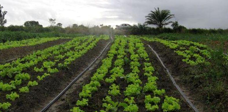 MS terá R$ 750 mil para elaborar plano diretor de irrigação