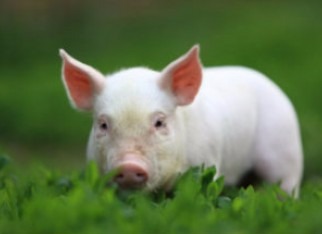 Abraves terá abordagem inédita sobre bem-estar animal Foto: Divulgação