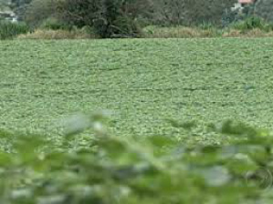 Em MS, agricultores reclamam de prejuízo causado por ataque de javali