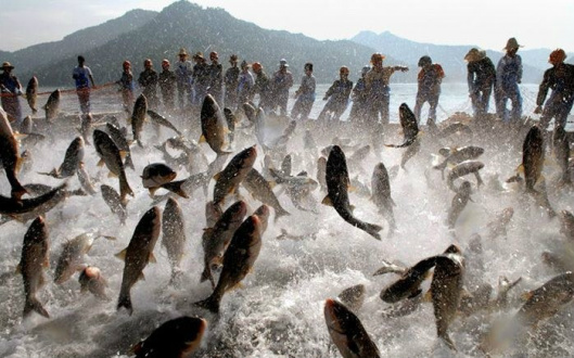 Plano Nacional de Combate à Pesca Ilegal é uma resposta do governo federal às recomendações daFAO para o aumento do combate à pesca ilegal no mundo