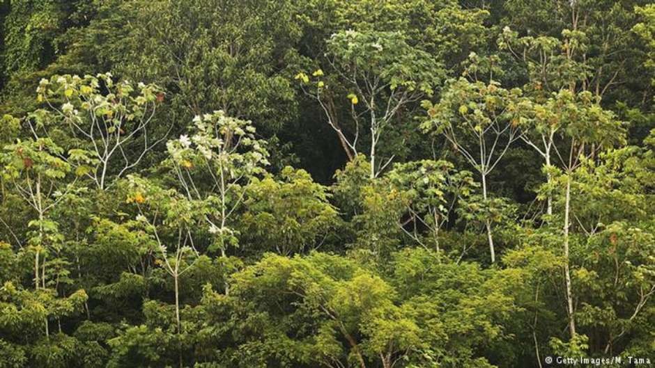A floresta amazônica, que já perdeu quase 20% de sua área original  Foto: Divulgação