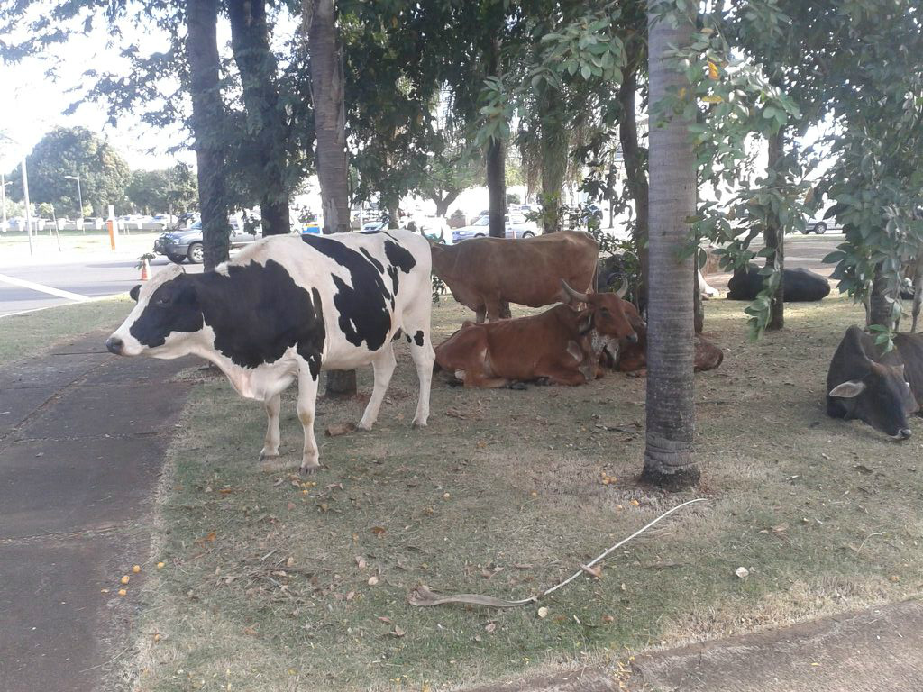 Animais estão em praça entre avenidas da Capital. / Foto: Bruno Henrique/Correio do Estado