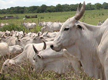 PIB de MS em 2008 cresceu 6,4% e atingiu os R$ 33 bilhões, afirma IBGE