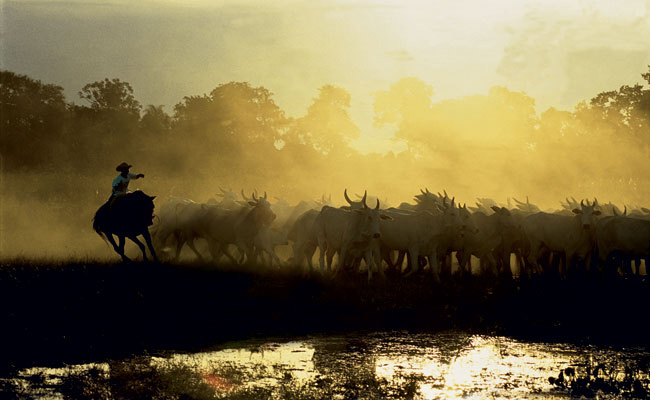 Ensaio fotográfico mostra a vida no Pantanal