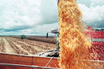 Leilão comercializa 50 mil toneladas de milho de MS