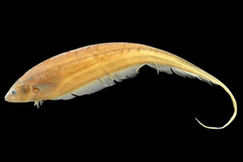 Nova espécie utiliza capacidade de gerar campos elétricos como mecanismo de comunicaçãoFoto: Divulgação 