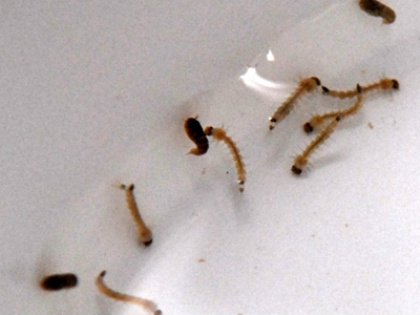 Fundect financia pesquisa para melhorar controle da dengue Fundect financia pesquisa para melhorar controle da dengue