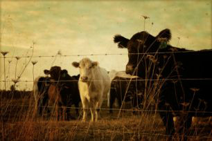 EUA: liquidação do rebanho está com as maiores taxas desde os anos 80 EUA: liquidação do rebanho está com as maiores taxas desde os anos 80