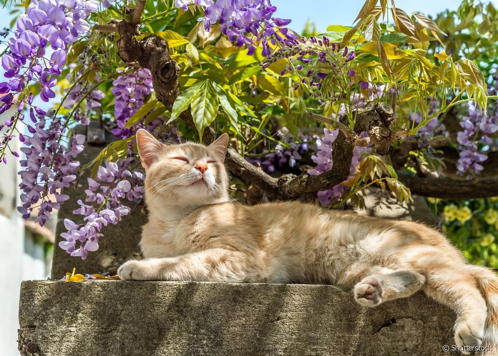 Como criar gatos com segurança em casas com quintal? Como criar gatos com segurança em casas com quintal?