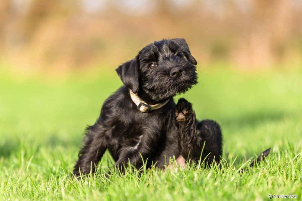 Sarna em cachorro: 4 cuidados para evitar o problema de pele Foto: divulgação