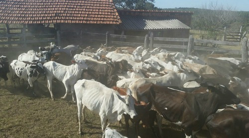 Perícia vai analisar marcações para identificar proprietários / Foto: Divulgação / Polícia Civil