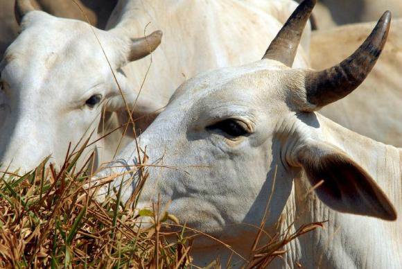 Abate de gado, em 2013, é recorde se comparado a 2012 segundo o IBGE - Agência Brasil/Arquivo