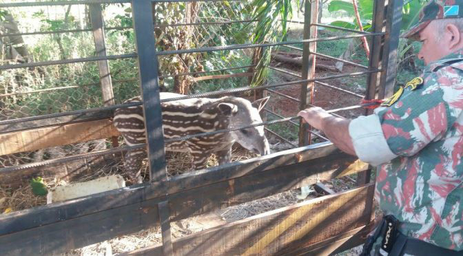 Assentado que criava anta é preso pela PMA e recebe multa de R$ 5 mil