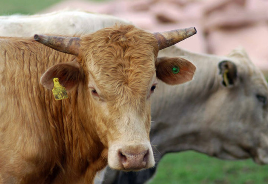 Faturamento da produção agrícola brasileira deve crescer 4% em 2015, diz CNA Faturamento da produção agrícola brasileira deve crescer 4% em 2015, diz CNA / Foto: Divulgação