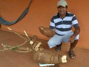 No quintal de casa, homem colhe mandioca de 30 quilos em Caarapó No quintal de casa, homem colhe mandioca de 30 quilos em Caarapó