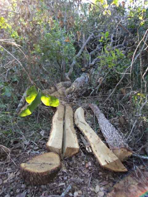 PMA autua pecuarista em R$ 25,5 mil por exploração ilegal de madeira PMA autua pecuarista em R$ 25,5 mil por exploração ilegal de madeira
