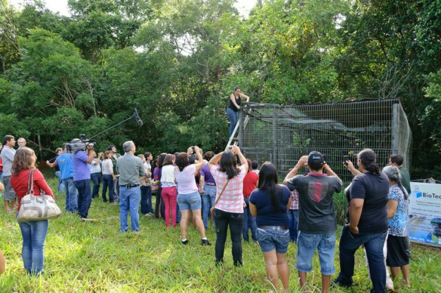 Ao todo, 24 animais foram devolvidos à natureza e serão monitorados