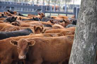 Lançada linha de crédito para bem-estar animal em sistemas produtivos