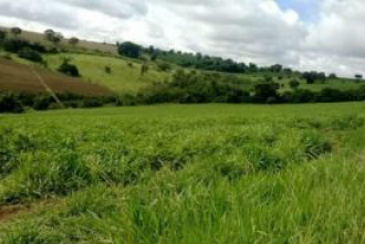 Terra nua em MS
