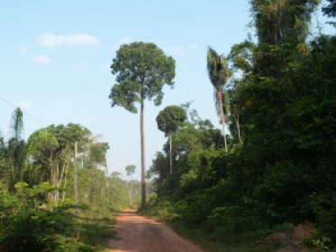 Os plantios de eucalipto e pinus estão concentrados em Minas Gerais, São Paulo, no Paraná, em Santa Catarina, na Bahia e em Mato Grosso do Sul