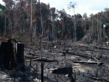 Em 2012, quantidade de carvão vegetal obtida do extrativismo no país chegou a 1,1 milhões de toneladas