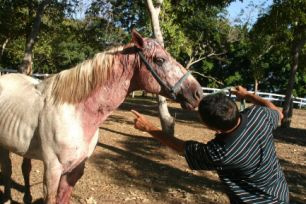 Animal que foi atacado pela onça; é um dos quatro que restaram de um total de 25