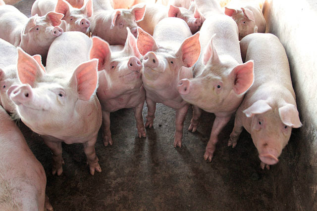 MS poderá receber certificação de área livre de peste suína Status concedido pela OIE valorizará a produção nacional e estadual / Foto: Divulgação