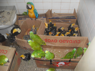 Polícia Ambiental prende traficante com 107 aves silvestres