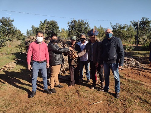 Produtores indígenas de Amambai recebem ramas de mandioca da Prefeitura Foto: Decom
