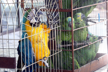 Aves capturadas passam por reabilitação no Cras para voltarem à natureza
