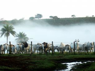 BOI: Pecuaristas seguram boiadas com as melhores condições das pastagens BOI: Pecuaristas seguram boiadas com as melhores condições das pastagens