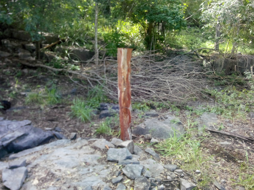 PMA autua fazendeira em R$ 1,8 mil por exploração ilegal de madeira