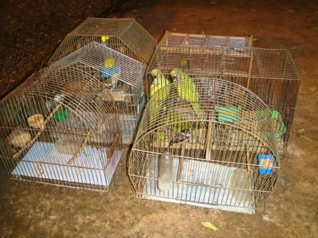 PMA autua homem em R$ 4,5 mil por criar aves silvestres na Capital
