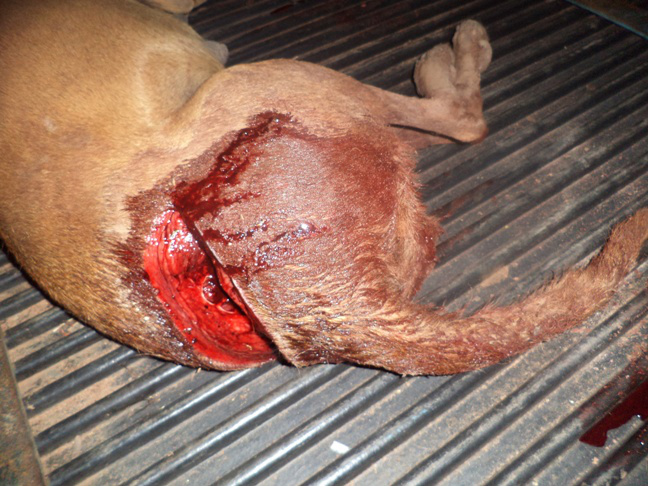 PMA autua homem por maus-tratos em Três Lagoas