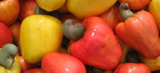 Oito frutas típicas do Brasil que fazem sucesso pelo mundo Caju.