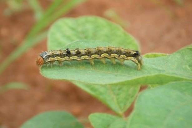 Os estados de Mato Grosso, Goiás, Bahia e parte de Minas Gerais já obtiveram a condição de emergência.
